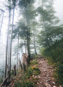 Un sentiero che si inerpica in un bosco nebbioso.